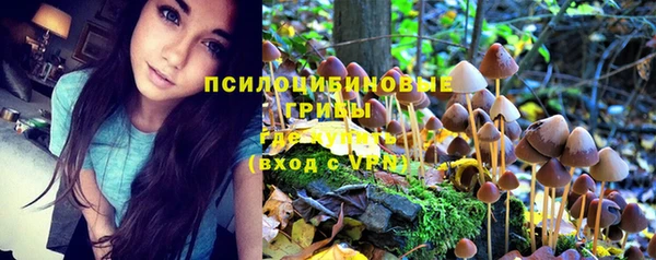прущие грибы Волоколамск